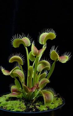 the plant is growing out of the moss on the ground in front of a black background