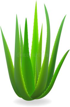 an aloea plant with green leaves is shown in the foreground on a white background