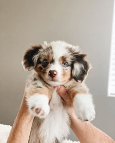 a puppy is being held up in the air by someone's hand with it's paw