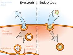 the endocyst and endocoyosis are two types of nematran