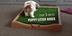 a dog standing on top of a box filled with green grass and the words top 5 best puppy litter boxes