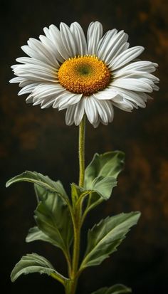 a single white flower with green leaves in front of a dark background and yellow center