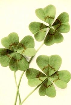 four leaf clovers are arranged in the shape of heart shaped leaves on a white background