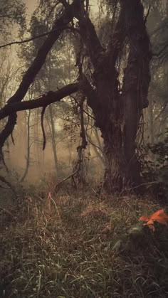 an old tree in the middle of a forest filled with grass and dead leaves, on a foggy day