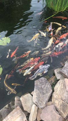 a pond filled with lots of different colored fish next to rocks and grass on top of it