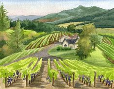 a watercolor painting of a vineyard in the hills