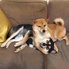 two dogs laying on top of a couch next to each other