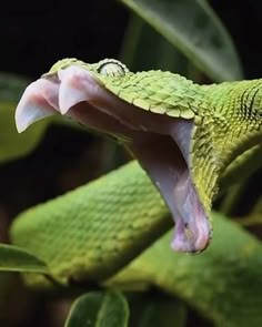 a green snake with it's mouth open on top of a leafy branch