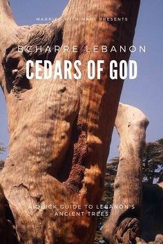 an image of the cover of cedars of god by richard lebanon on flickr