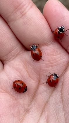 four ladybugs sitting on the palm of someone's hand