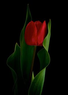 a single red tulip with green leaves on a black background