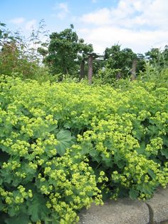 some very pretty green plants by the side of the road