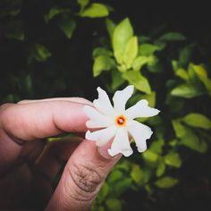 a person holding a small white flower in their hand