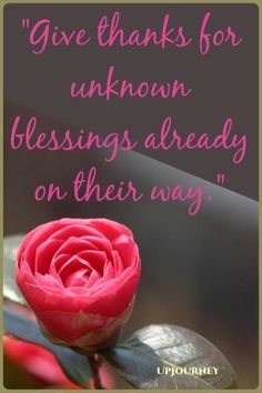 a pink rose with the words give thanks for unknown blessings already on their way