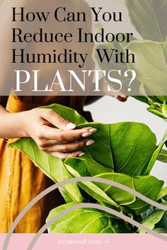 a plant with the words how can you reduce indoor humidiy with plants?