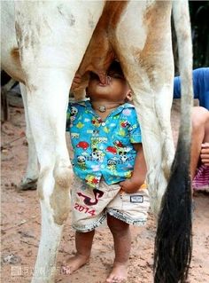 a child standing next to a cow with milk in it's mouth and the caption milk in a box?