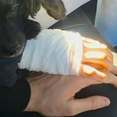 a small dog is being held up by someone's hand with bandages on it