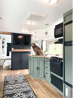 a dog sitting on top of a kitchen counter next to an oven and stovetop