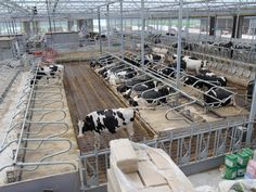 several cows are in their pens at the dairy