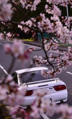 a white car parked on the side of a road next to a tree with pink flowers