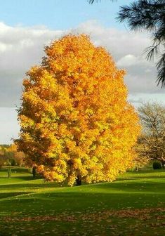 a large yellow tree in the middle of a green field with lots of leaves on it