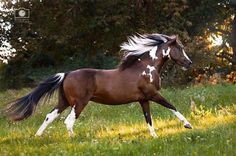 a brown and white horse is running through the grass