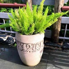 a potted plant sitting on top of a cement floor next to a wooden bench