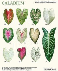 a poster with different types of leaf shapes and colors on the front of it, including heart shaped leaves