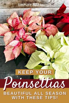 poinsettias with red and green leaves in a vase on a wooden bench