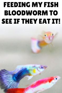 there are two fish that are in the water