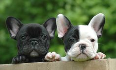 two small black and white puppies leaning over a wooden fence looking at the camera