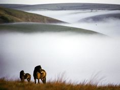 two horses standing on top of a grass covered hill next to a foggy valley