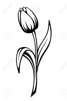 a black and white drawing of a tulip flower on a white background stock photo