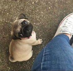 a pug dog sitting on the ground next to someone's feet