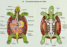 diagram of the anatomy of a turtle and its surrounding body, with labels on each side