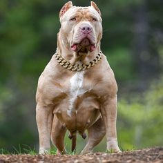 a brown and white dog standing on top of a grass covered field with trees in the background