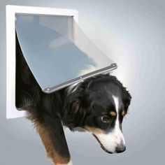 a black and white dog with a laptop on its head