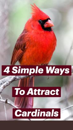 a red bird sitting on top of a tree branch