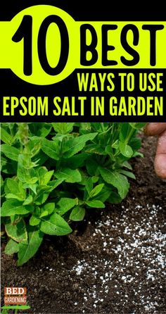 the cover of 10 best ways to use epsom salt in garden beds