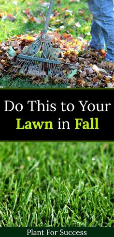 a person is shoveling leaves in the grass with text overlay that reads do this to your lawn in fall