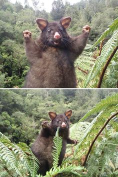 two pictures of an animal in the middle of some trees and bushes, one with its front paws up