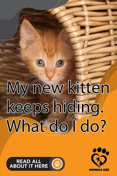 an orange kitten sitting in a basket with the words, my new kitten keeps hiding what do i do?