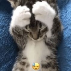 a kitten laying on top of a blue blanket