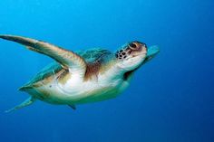 a green sea turtle swimming in the blue water with it's head above the water