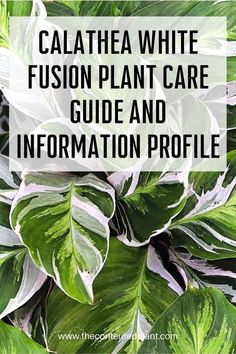 the calathea white flower plant care guide and information profile with text overlay