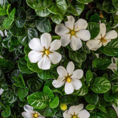 white and yellow flowers with green leaves on the top, in front of a wall