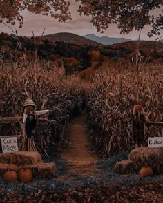 two scarecrows in a corn field with pumpkins and hay bales on the ground