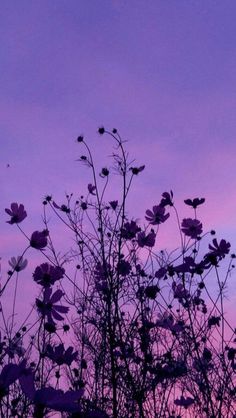 purple flowers against a pink and blue sky