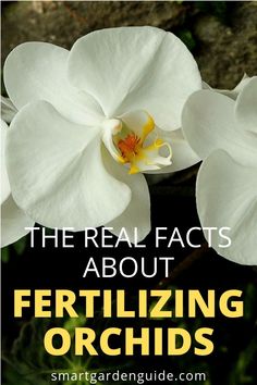 two white orchids with text overlay that reads the real fact about fertilizing orchids