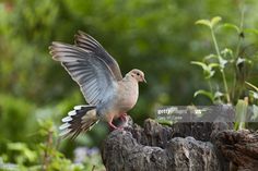 a bird that is standing on top of a tree stump with its wings spread out